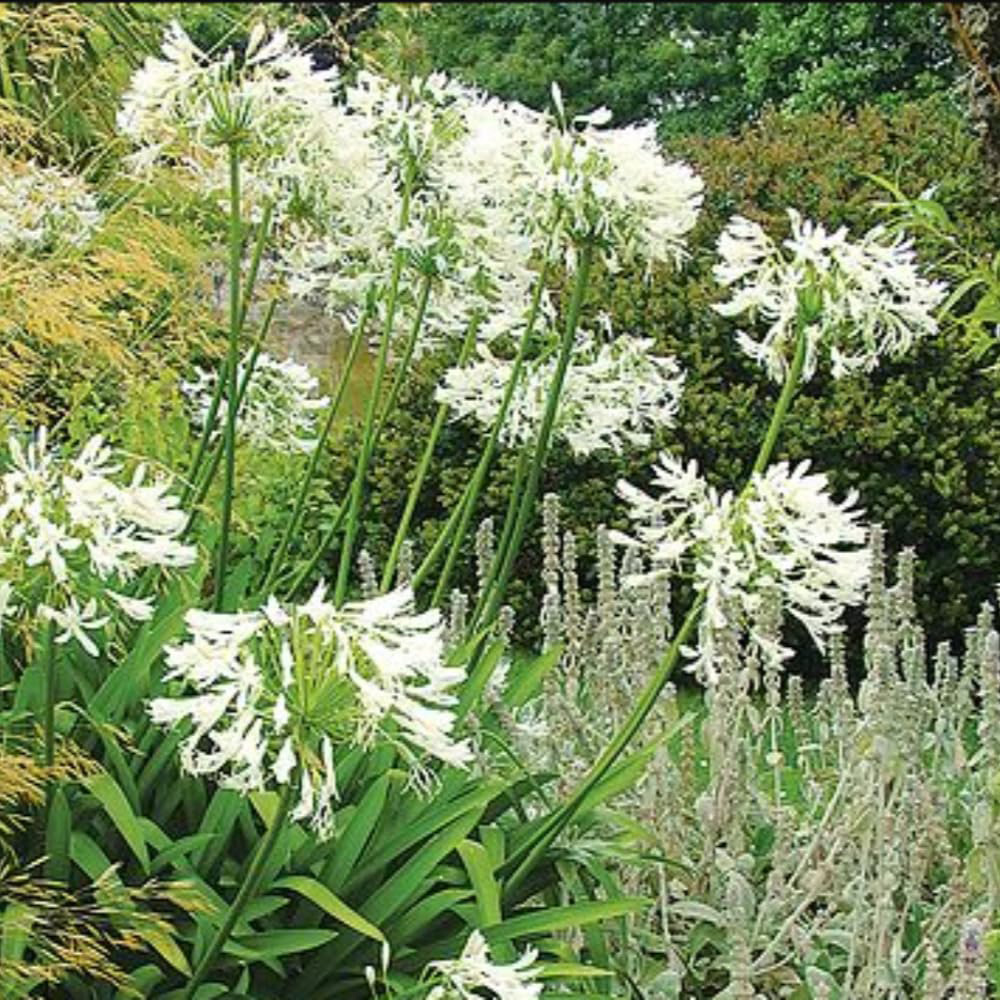 Thompson & Morgan Agapanthus White Polar Ice Plant Pot 1L Image 3