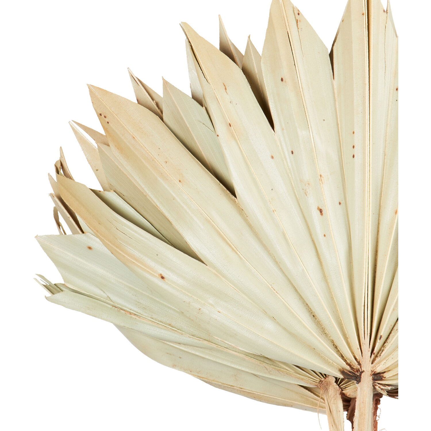 Set of 3 Sun Spears - Natural Image 5
