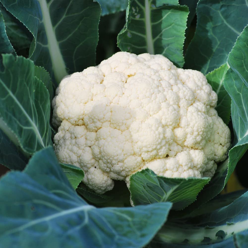 Thompson & Morgan Cauliflower Whitex Postiplugs 12 Pack Image 1