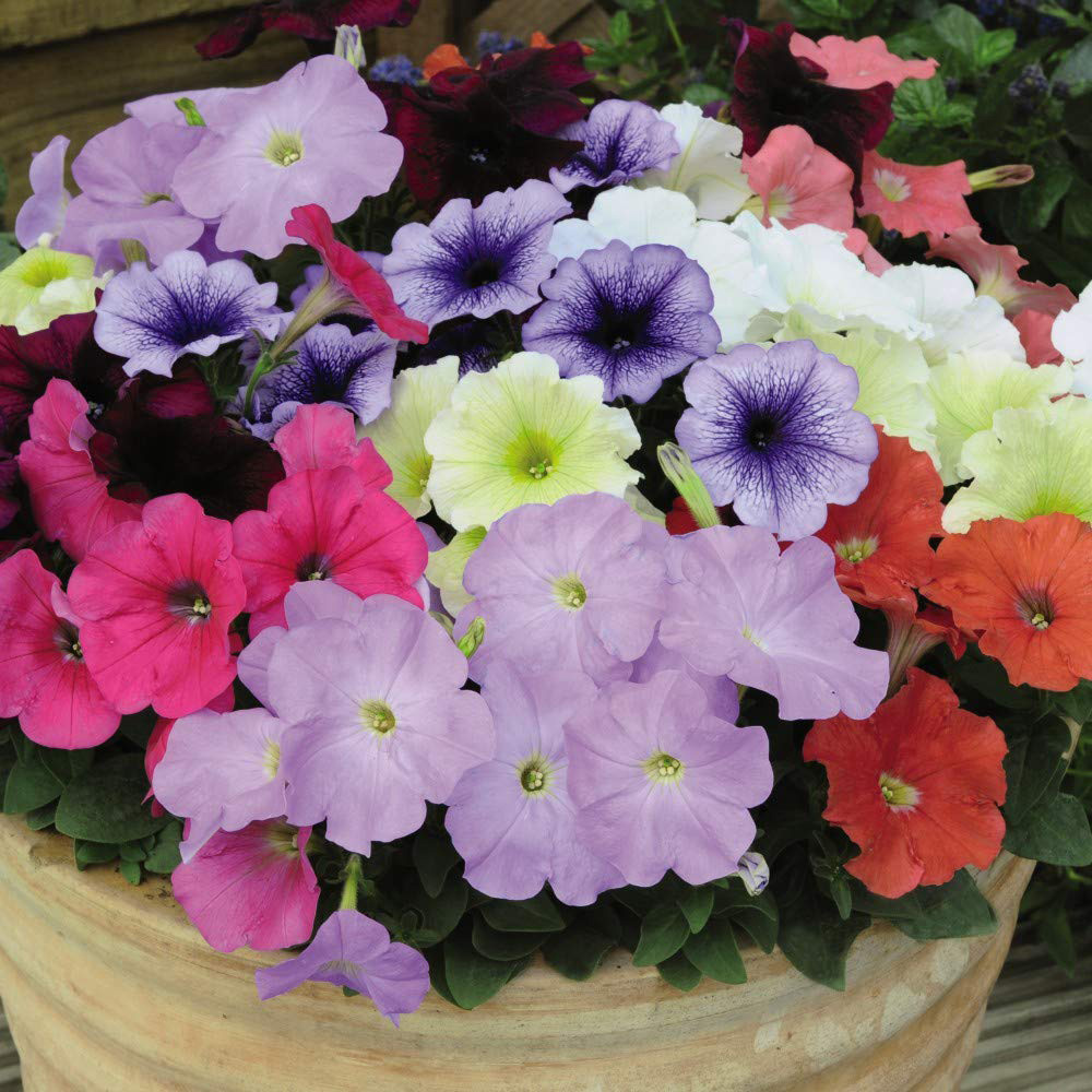 Thompson and Morgan Petunia Frenzy Mixed Plant Plugs 24 Pack Image 2