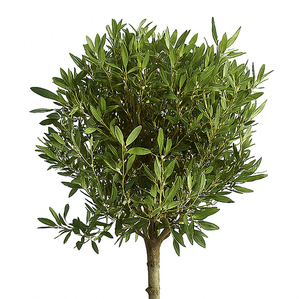 Olea Europaea Plant Image 2