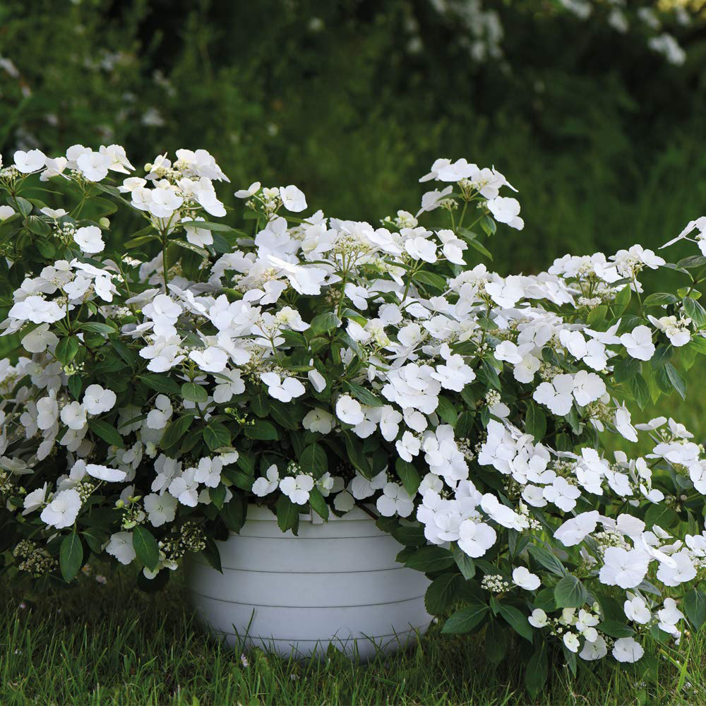 Thompson and Morgan Hydrangea Runaway Bride Plant Pot 13cm 2 Pack Image 2