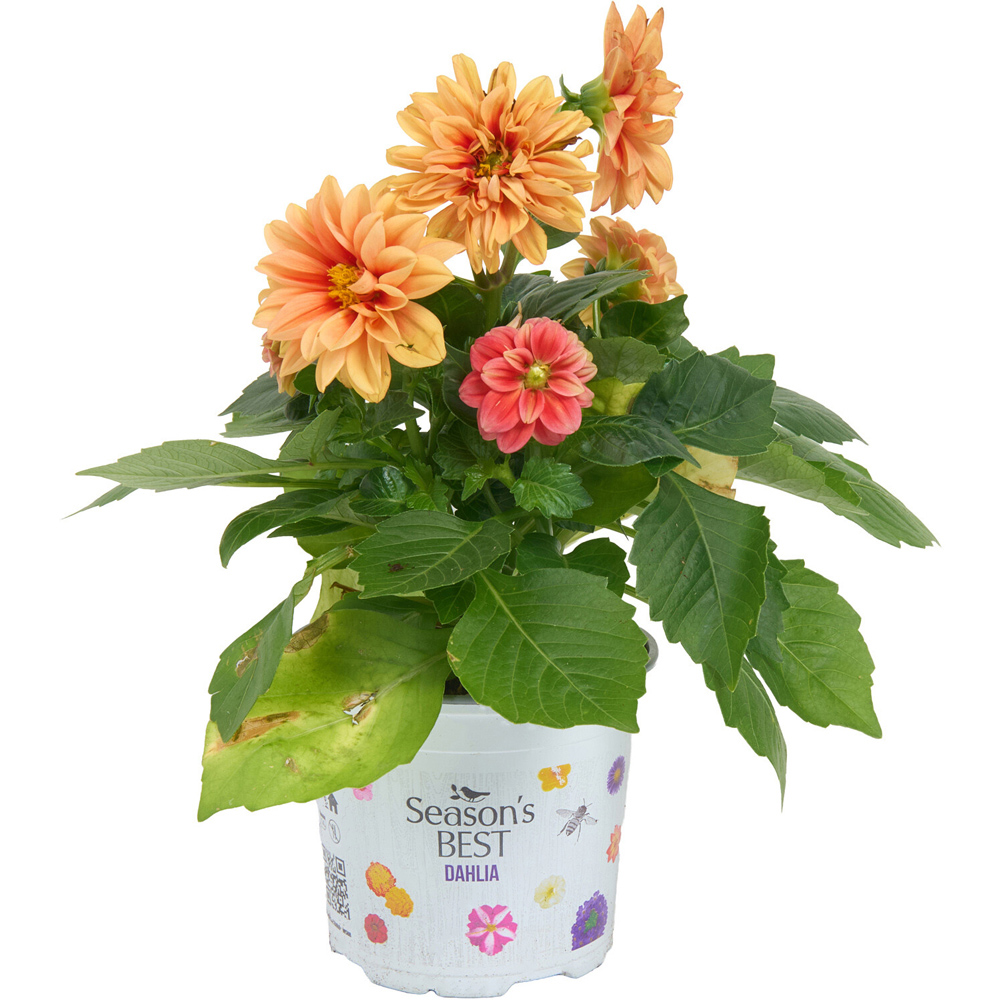 Dahlia Seasons Best Plant Image 6