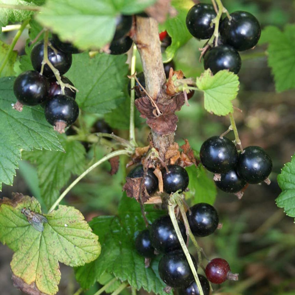 Thompson & Morgan Blackcurrant Ribes Ben Connan Potted Plant 9cm Image 1