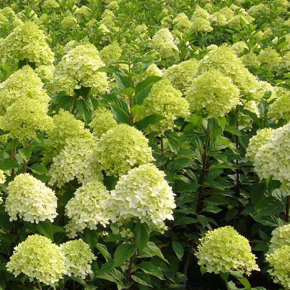 Thompson and Morgan Hydrangea Paniculata Limelight Plant Pot 9cm 2 Pack Image 5