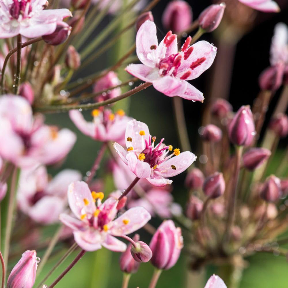 Thompson and Morgan Butomus Umbellatus Plant Pot 1L 3 Pack Image 6