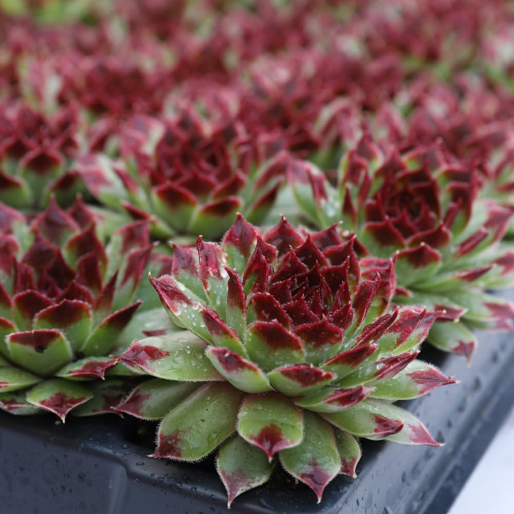 Thompson and Morgan Sempervivum Chick Charms Mint Marvel Potted Plant 9cm Image 6