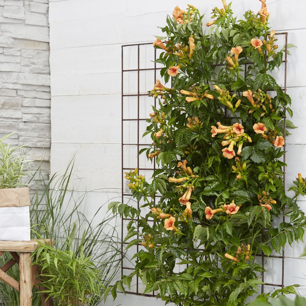 YouGarden Campsis Orange Trumpet Plant Pot 2L Image 5