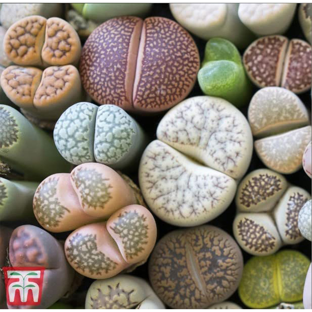 Thompson & Morgan Living Stone Plant Seeds Image 4