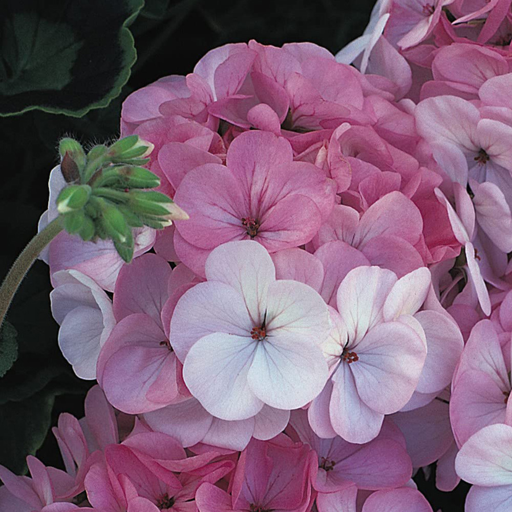 Thompson and Morgan Geranium Horizon F1 Apple Blossom Garden Ready Plant 30 Pack Image 5