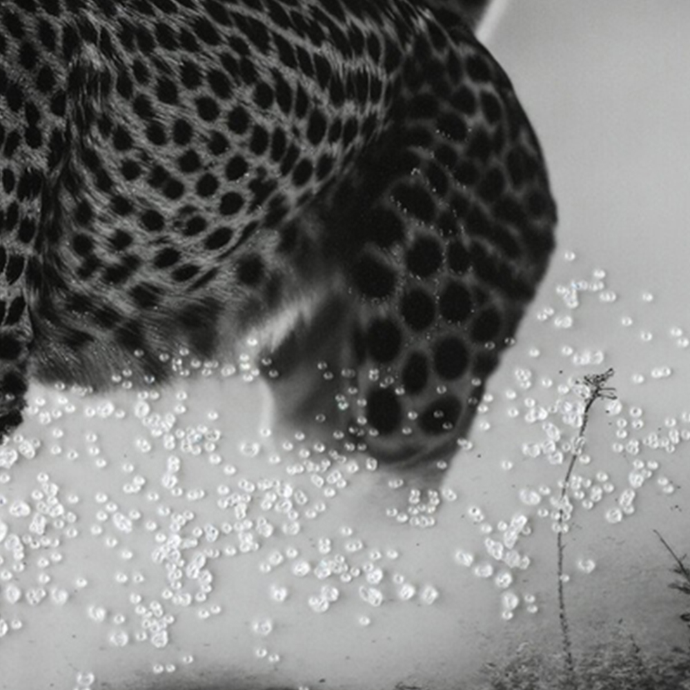 Monochrome Cheetah Framed Print - Black Image 5