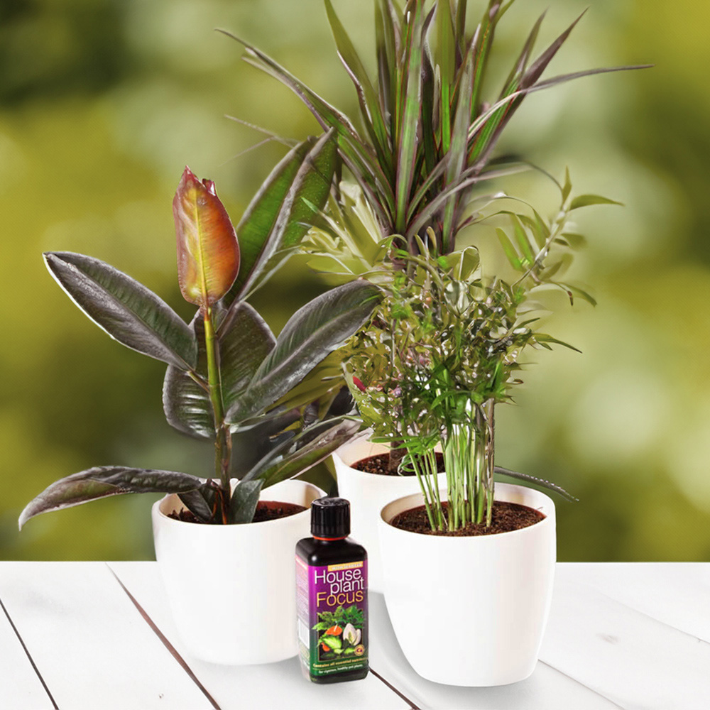 Wilko Houseplant Collection with Pots and Feed Image 1