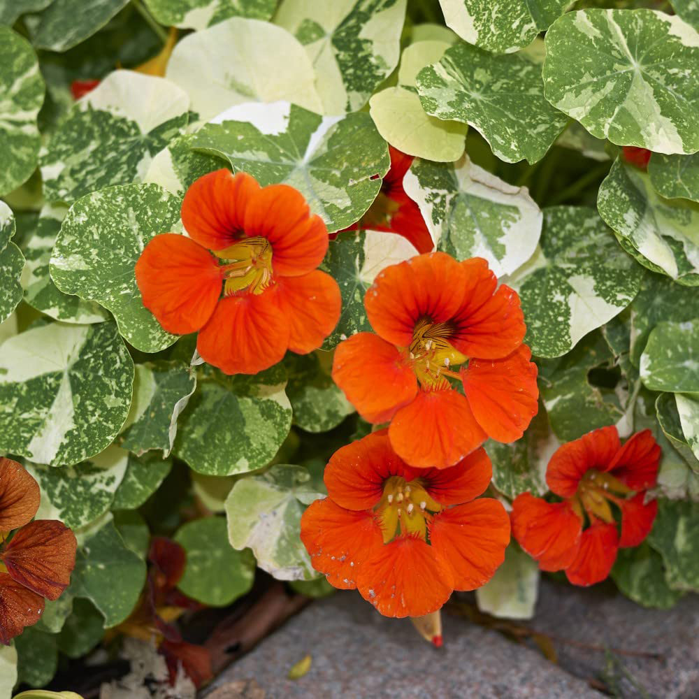 Thompson and Morgan Nasturtium Orange Troika Seeds Image 1
