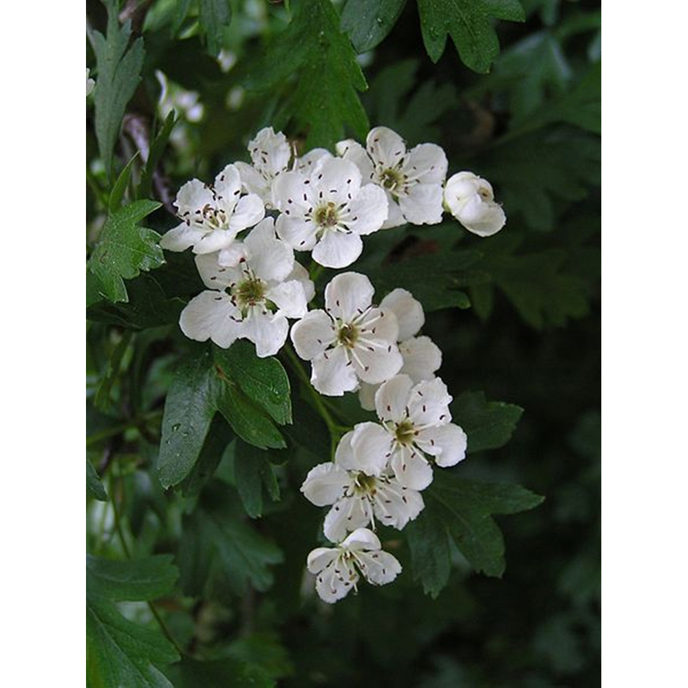 Inspirational Gifting Hawthorn Bare Root Hedge Plant Sapling 2-3ft 10 Pack Image 2