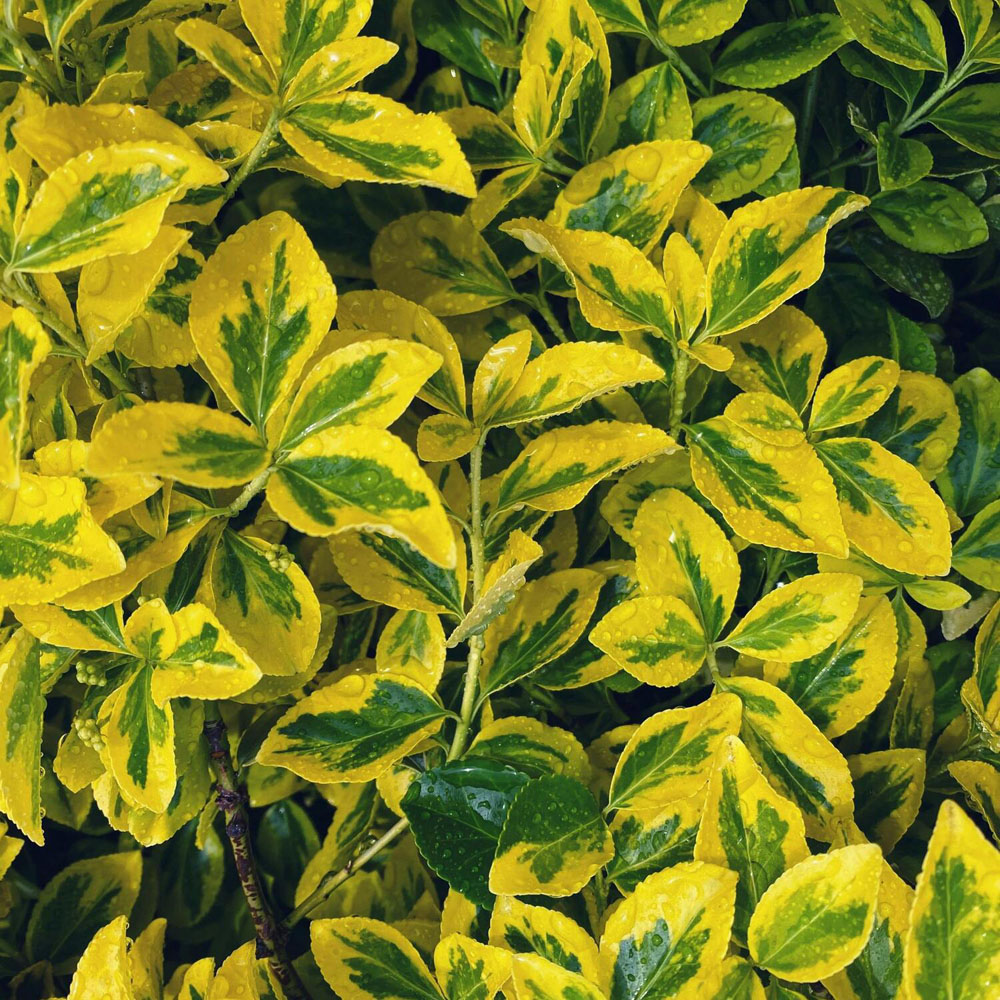 Euonymus on Stem Image 1