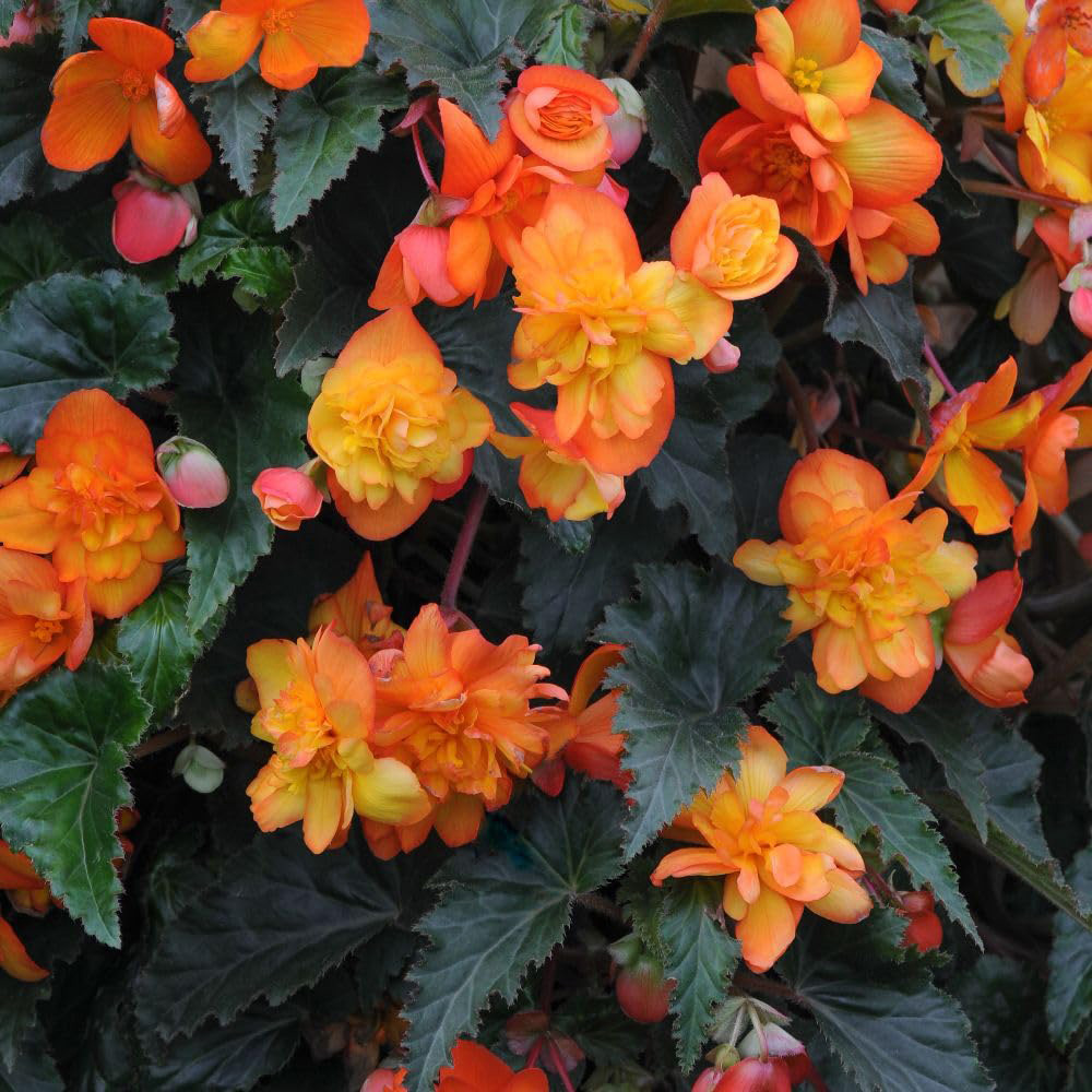 Thompson & Morgan Begonia Chanson Sun F1 Seeds Image 2