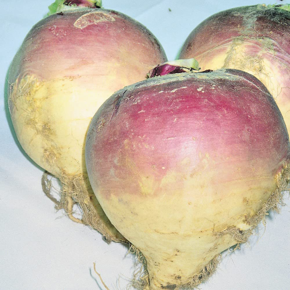 Thompson & Morgan Swede Brora Seeds Image 2