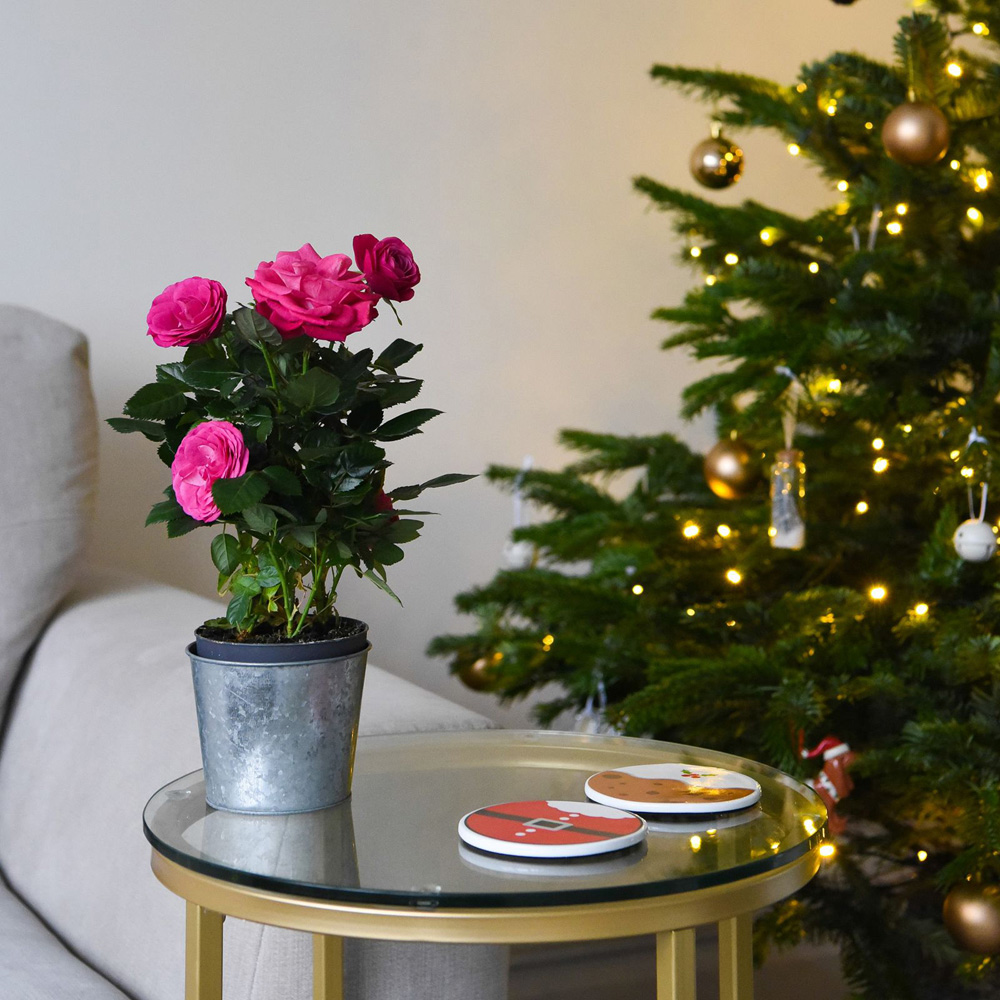 Thompson and Morgan Christmas Gift Scented Rose Deep Pink Plant in Zinc Pot 10.5cm 4 Pack Image 4