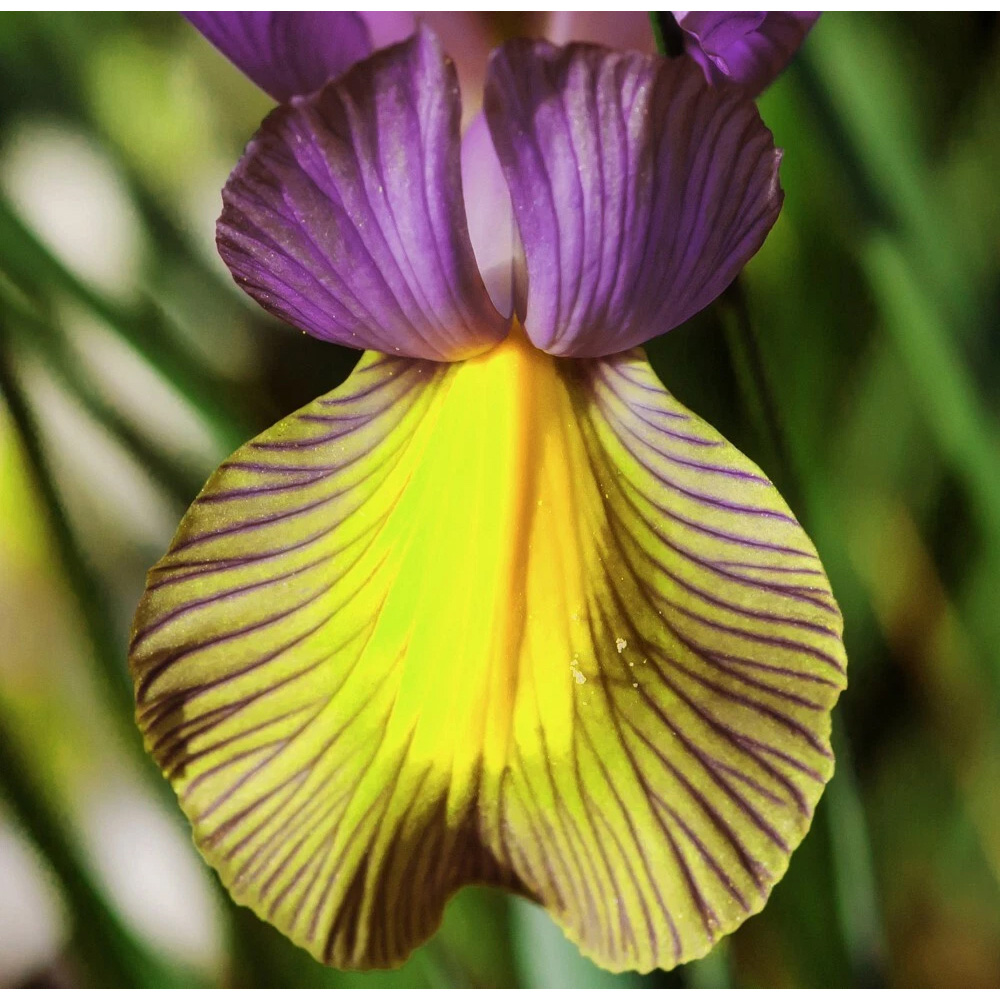 Thompson and Morgan Iris Picasso Autumn Planting Bulb 8 Pack Image 3
