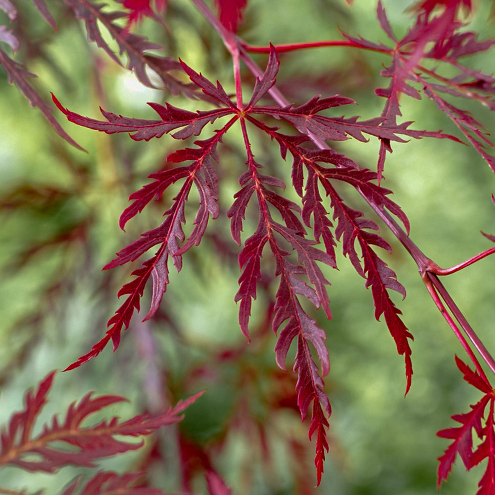YouGarden Acer Palmatum Garnet Plant Pot Image 2