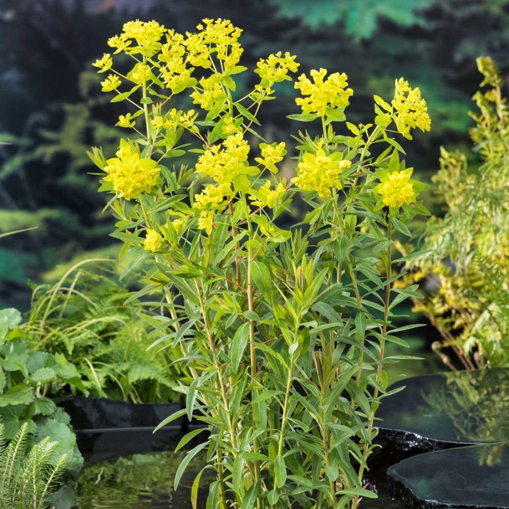 Thompson and Morgan Euphorbia Palustris Plant Pot 9cm 2 Pack Image 3