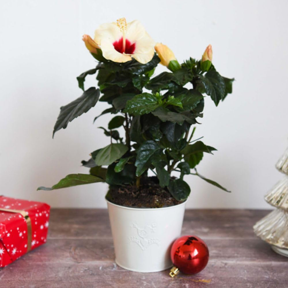 Thompson and Morgan Christmas Gift Hibiscus Adonicus Pearl Plant Pot 13cm Image 6