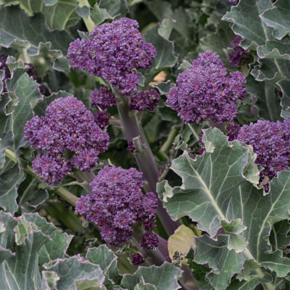 Thompson & Morgan Broccoli Sprouting Summer Purple Seeds Image