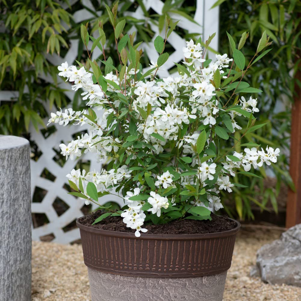 Thompson and Morgan Exophora Blushing Pearl Potted Plant 9cm 3 Pack Image 7