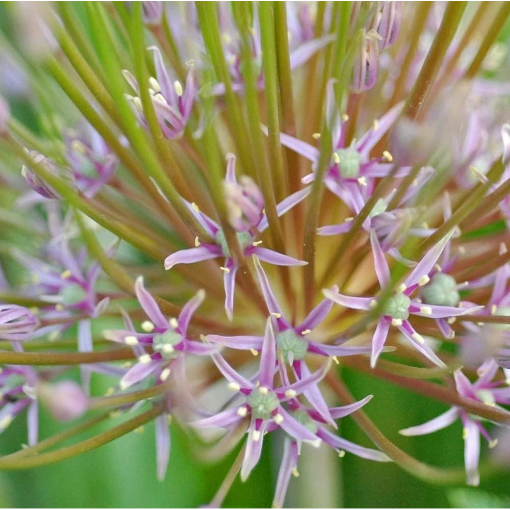 Thompson and Morgan Allium Schubertii Planting Bulb 6 Pack Image 2