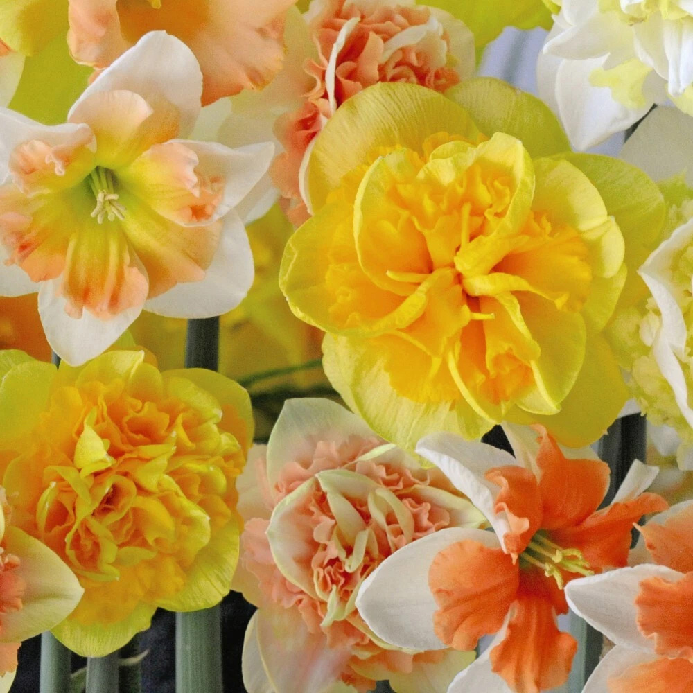 Thompson and Morgan Daffodil Citrus Sorbet Mixed Planting Bulb 20 Pack Image 2