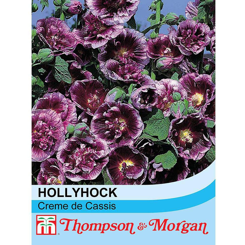 Thompson & Morgan Hollyhock Creme De Cassis Seeds Image 2