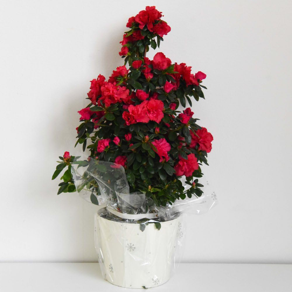 Thompson and Morgan Christmas Gift Azalea Red Pyramid Tree Plant Pot 17cm Image 3