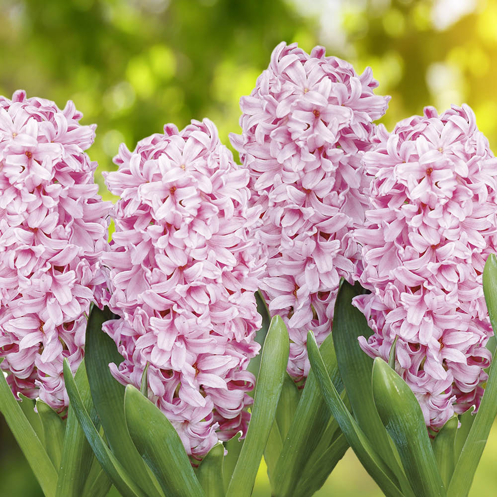 wilko Grow Your Own Pink Hyacinth and Wicker Christmas Basket Gift Set Image 2