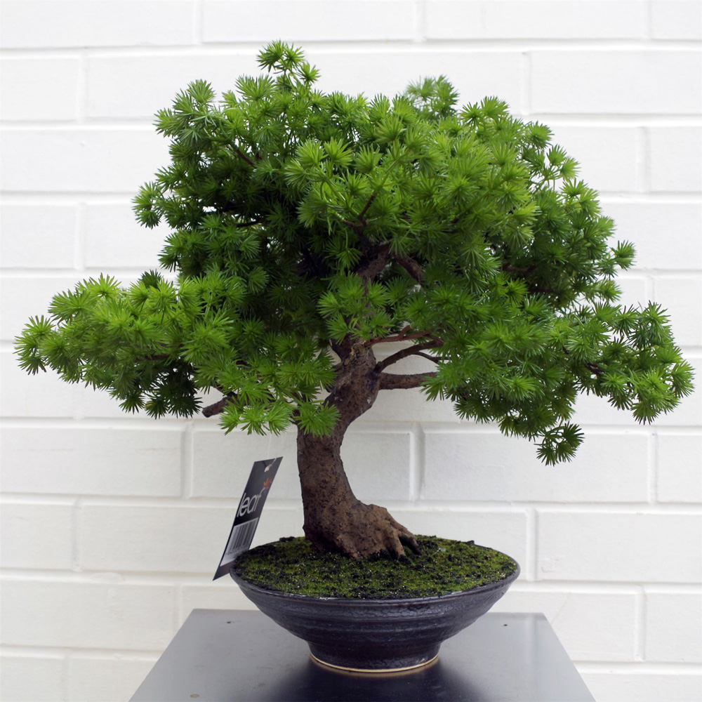 Botanik Pine Bonsai Artificial Tree 50cm Image 2