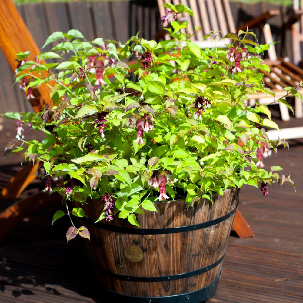 Thompson & Morgan Leycestria Formosa Little Lanterns Plant Pot 7.5L Image 2