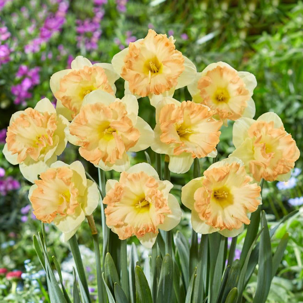 Thompson and Morgan Narcissus Easter Party Bulbs 10 Pack Image 1