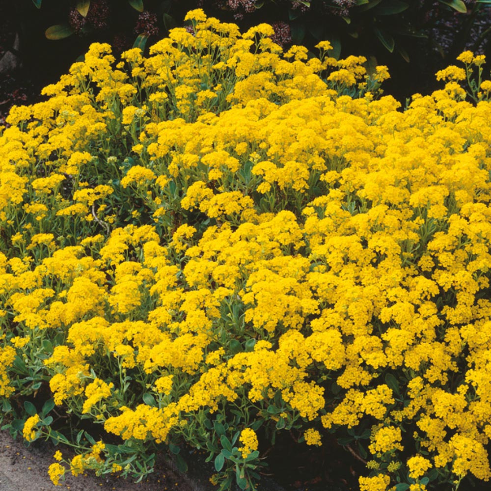 Thompson and Morgan Alyssum Saxatile Plant Pot 1L Image 2