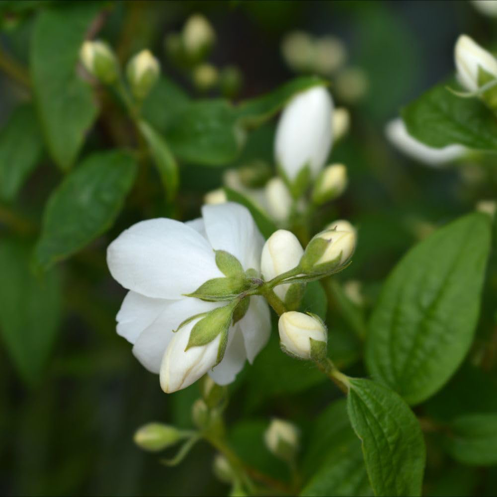 Thompson and Morgan Philadelphus Snowbelle Plant in Pot 10L Image 2