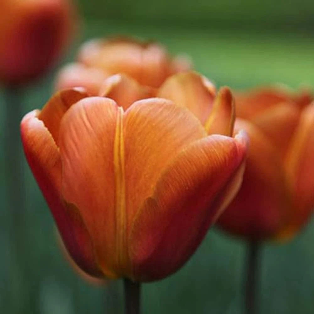 Thompson and Morgan Tulip Single Triumph Late Brown Sugar Planting Bulb 8 Pack Image 3