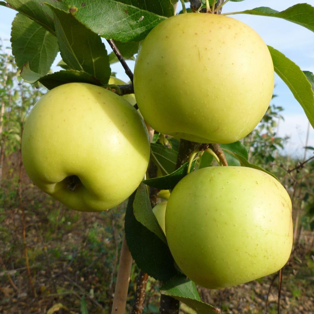 Thompson and Morgan Apple Greensleeves MM106 Rootstock Bare Root Tree 2 Pack Image 1
