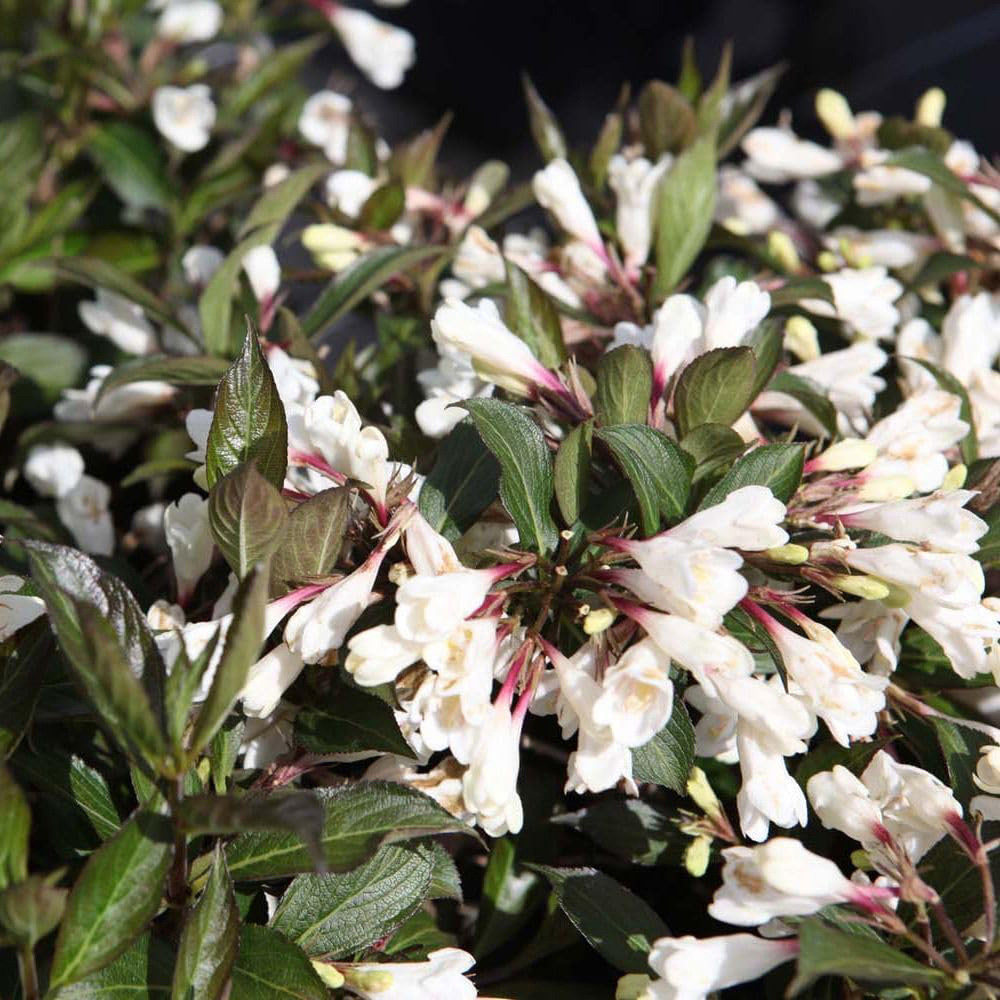 Thompson and Morgan Weigela Florida Black and White Plant Pot 9cm Image 4