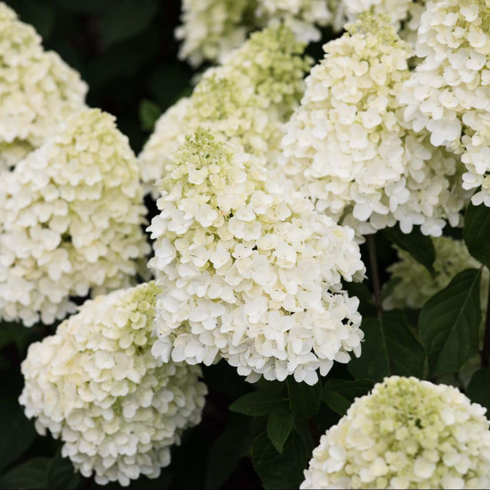 Thompson & Morgan Hydrangea Paniculata Living Summer Snow Plant Pot 12cm Image 4