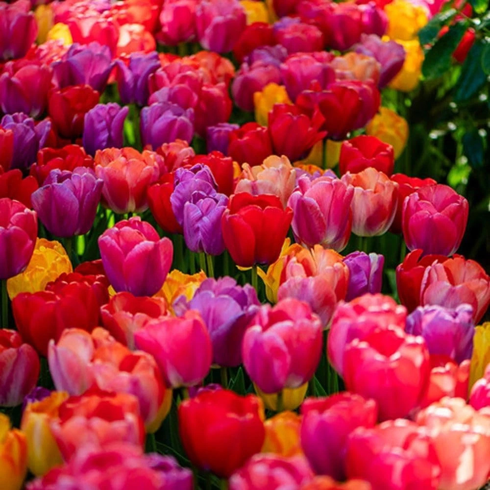 Thompson and Morgan Tulip Giant Collection Planting Bulb 40 Pack Image 3