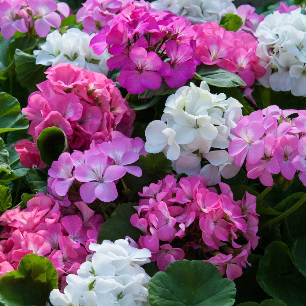 Thompson and Morgan Geranium Zonal JackPot Mixed Plant Plug 48 Pack Image 3