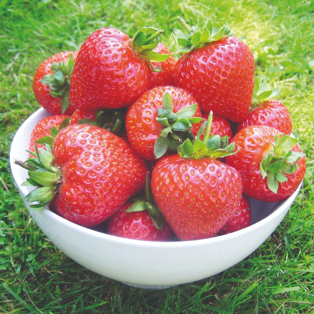 Thompson and Morgan Strawberry British Grown Wimbeldon Collection Plant Pot 9cm 6 Pack Image 2