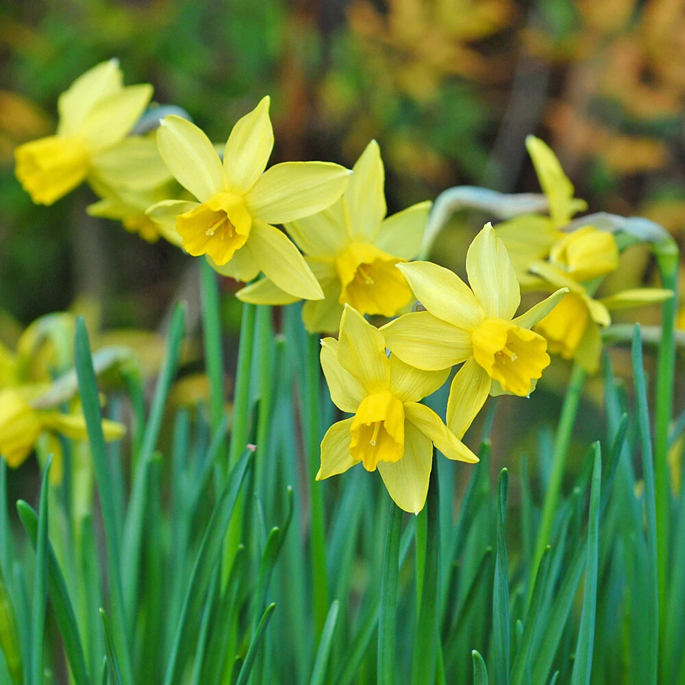 Thompson and Morgan Daffodil Tete-a-Tete Autumn Planting Bulb 40 Pack Image 1