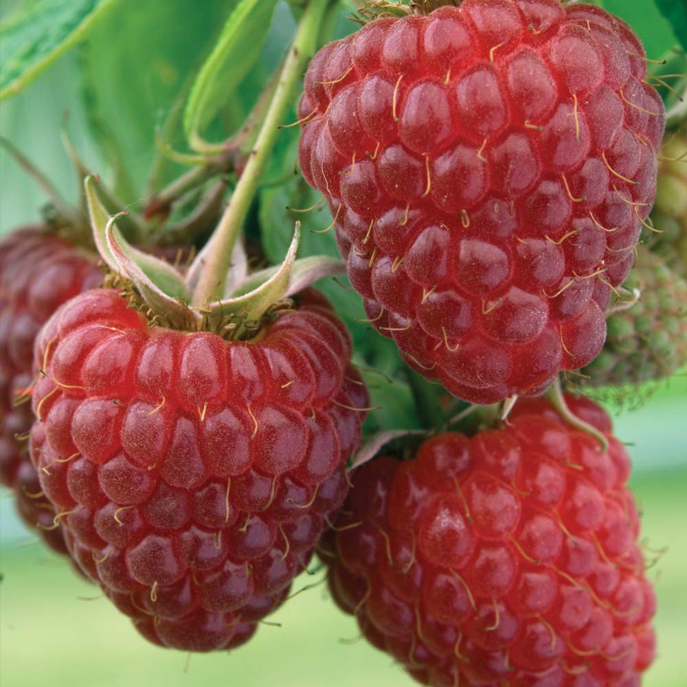 Thompson and Morgan Raspberry Full Season Collection Canes 18 Pack Image 1