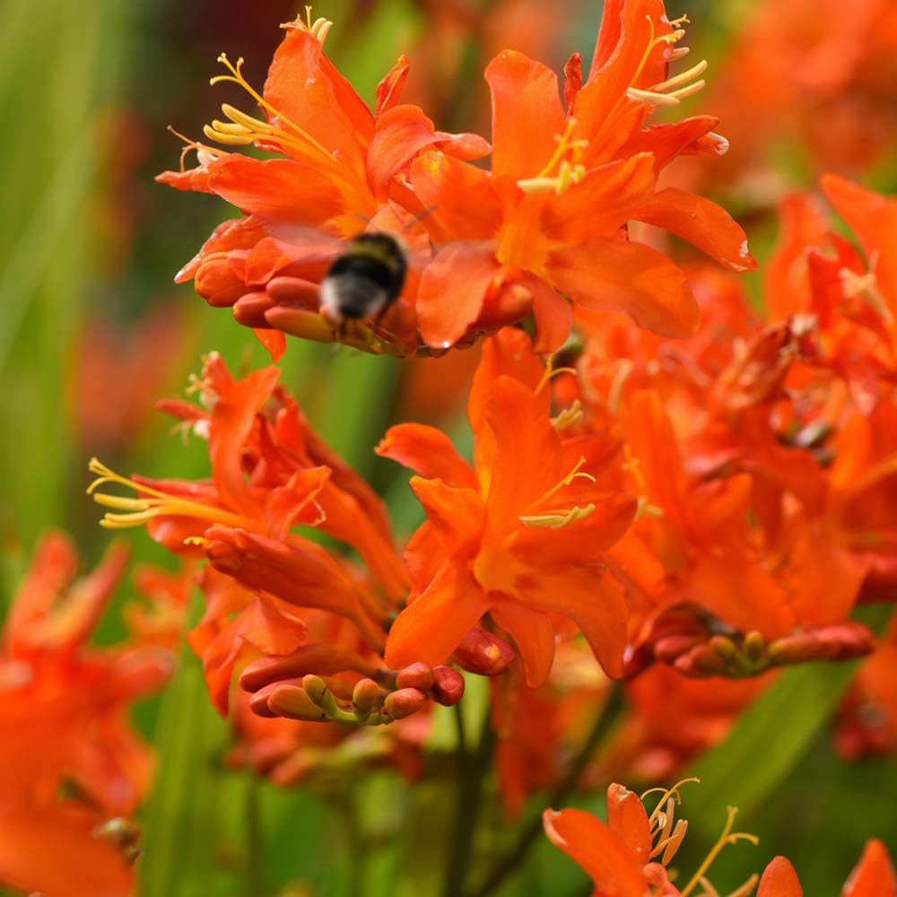 Thompson & Morgan Crocosmia Spitfire Planting Bulb 10 Pack Image 2