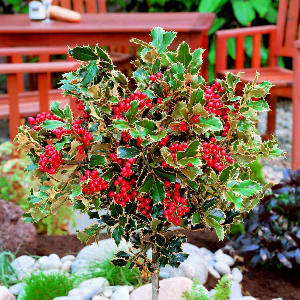 Thompson and Morgan Ilex Holly Altaclerensis Golden King Plant in Pot 35L Image 7