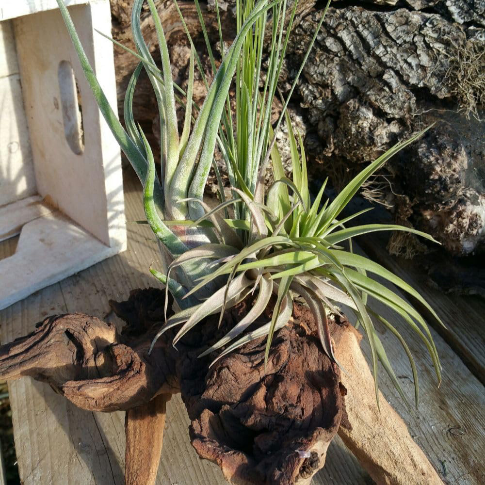 Thompson & Morgan 4 Air Plants on Bog Wood 2 Pack Image 4